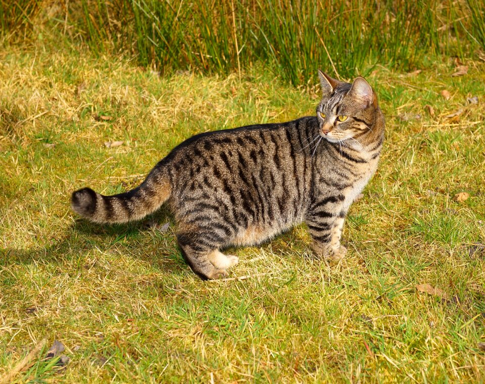 Domestic cat cat face portrait photo