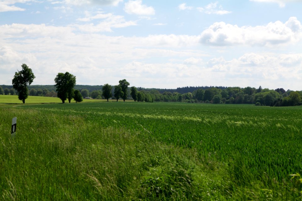 Field in Gollmitz 2021-05-29 14