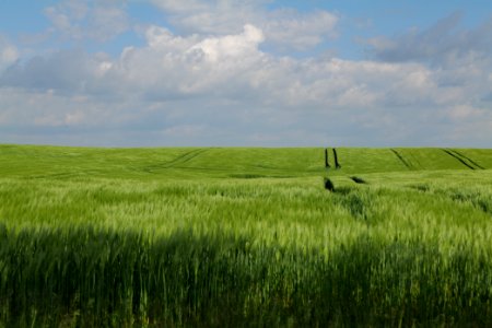 Field in Gollmitz 2021-05-29 12