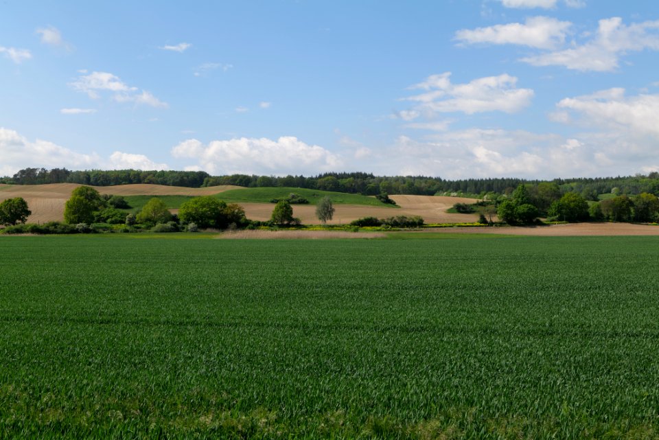 Field in Berkholz 2021-05-29 15