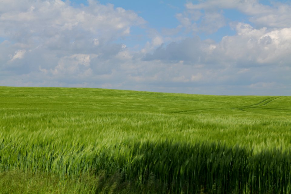 Field in Gollmitz 2021-05-29 07