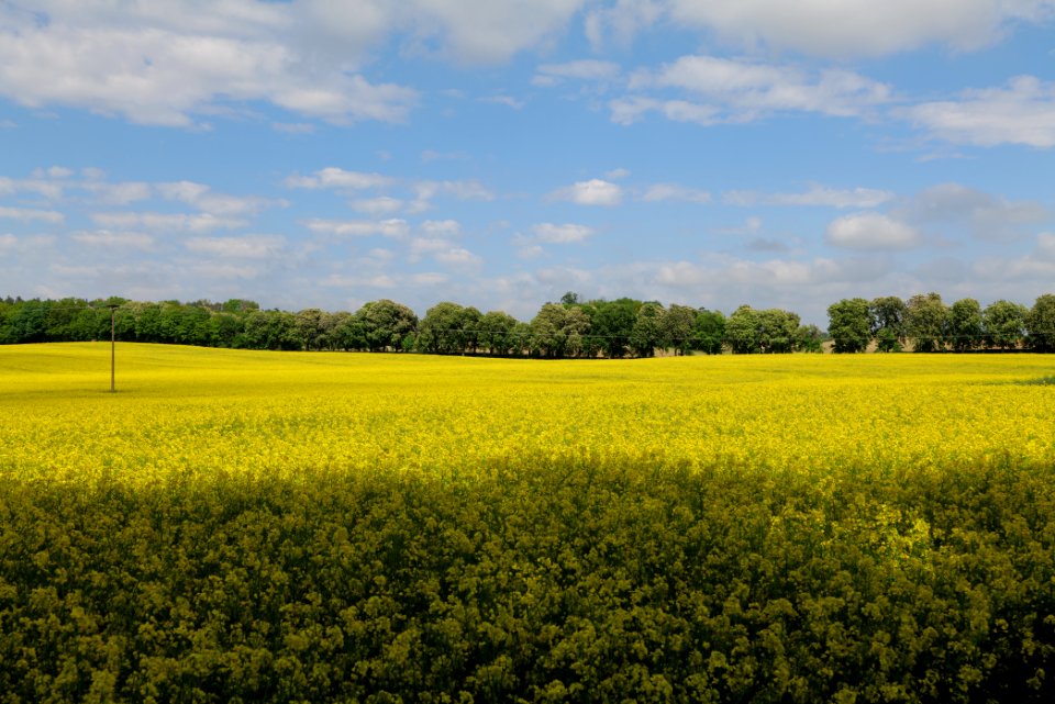 Field in Boitzenburg 2021-05-29 03
