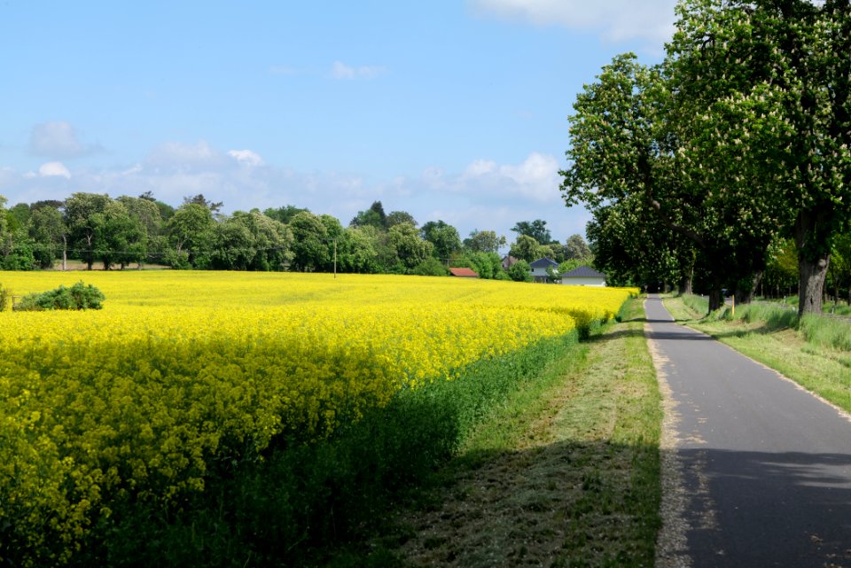 Field in Boitzenburg 2021-05-29 06
