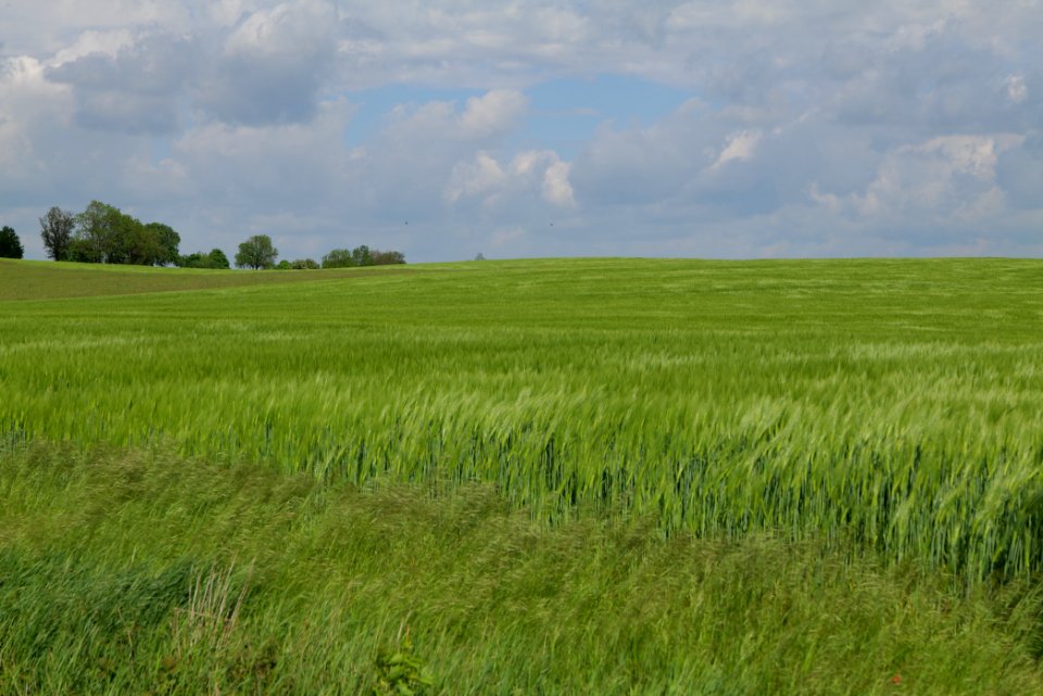 Field in Gollmitz 2021-05-29 06