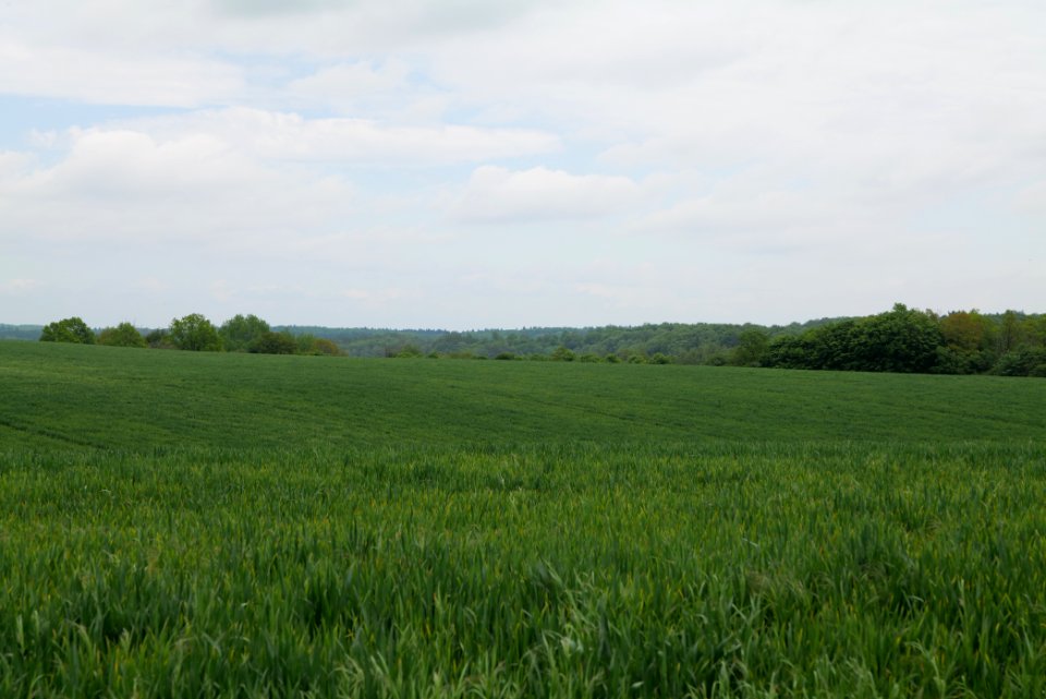 Field in Hardenbeck 2021-05-29 14