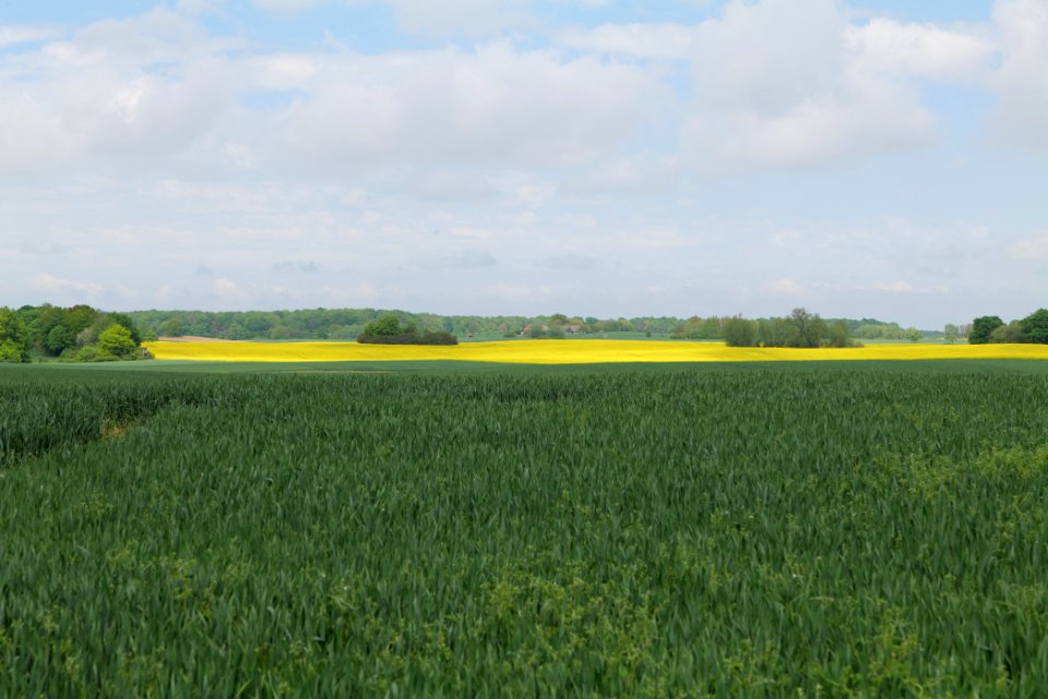 Field in Hardenbeck 2021-05-29 30