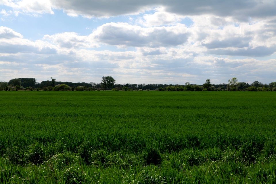 Field in Nauen 2020-05-15 14