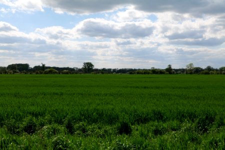 Field in Nauen 2020-05-15 14