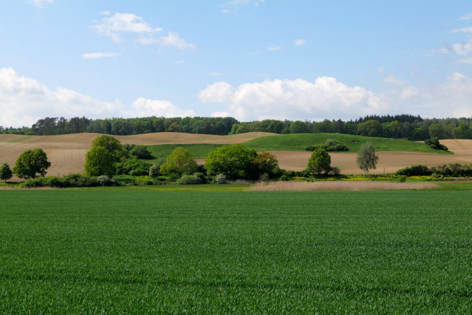 Field in Berkholz 2021-05-29 13