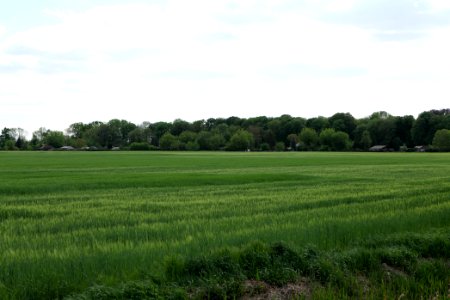 Field in Nauen 2020-05-15 10