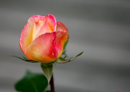 Romance petals love