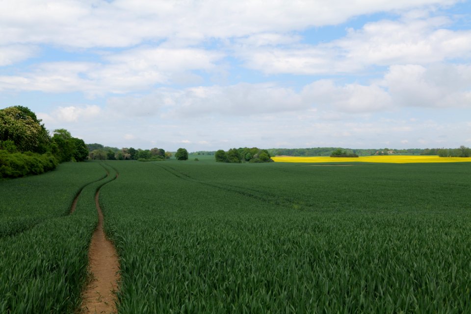 Field in Hardenbeck 2021-05-29 25