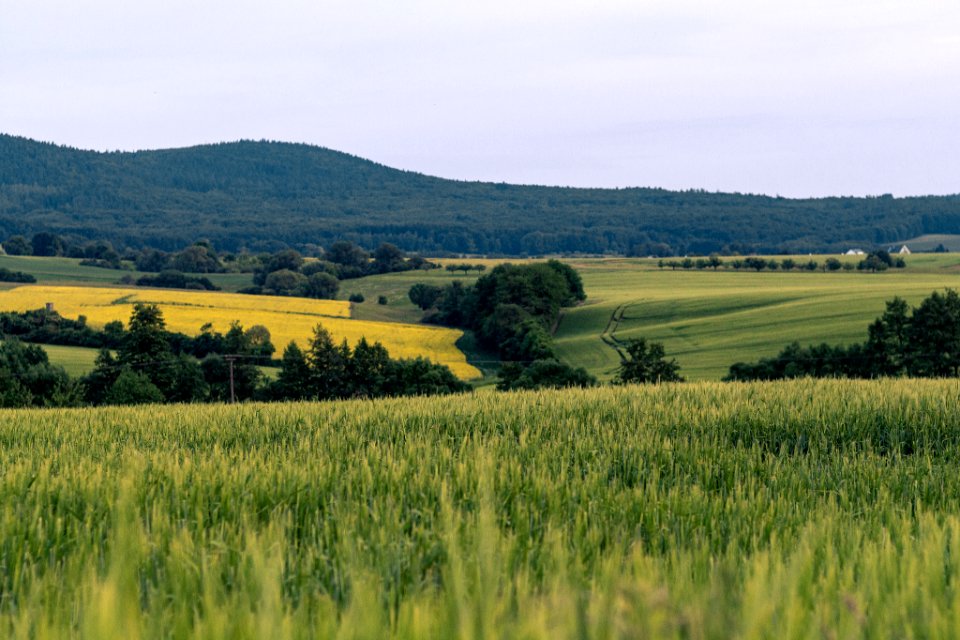Fields And Forest (257644319)
