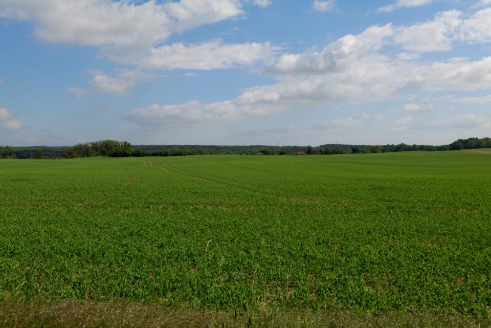 Field in Berkholz 2021-05-29 05