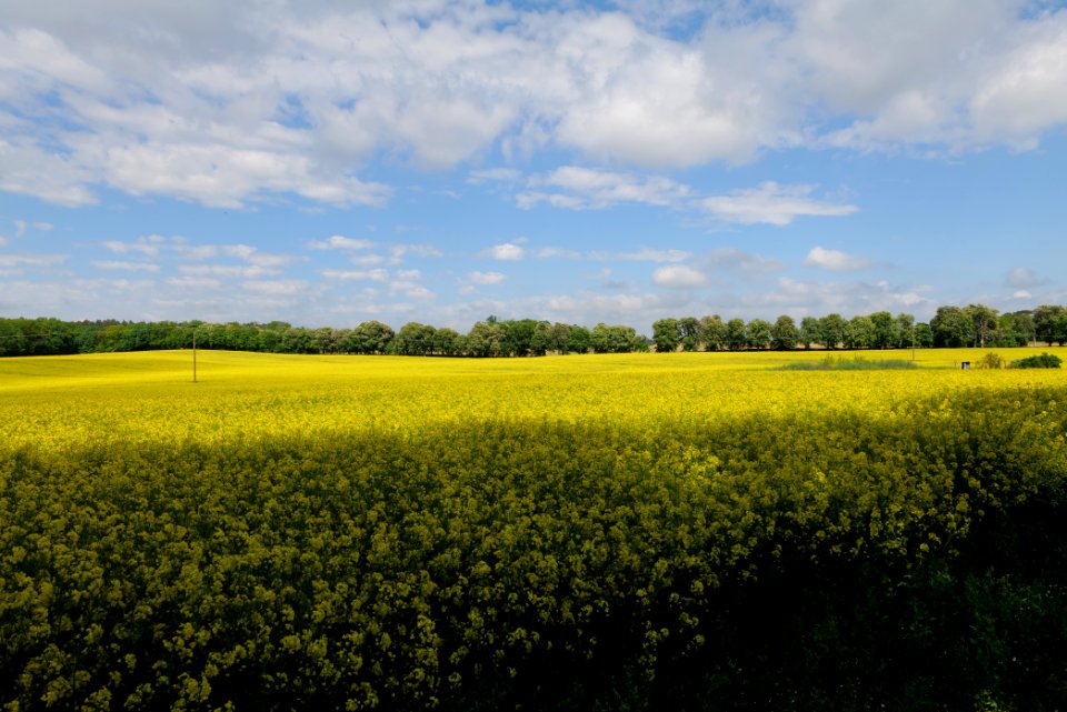 Field in Boitzenburg 2021-05-29 04
