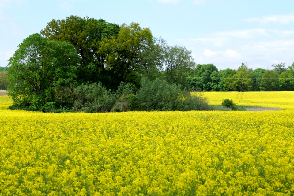 Field in Boitzenburg 2021-05-29 09