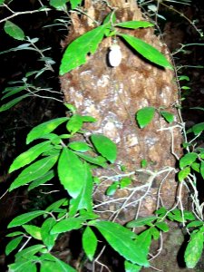 Fieldia australis fruiting