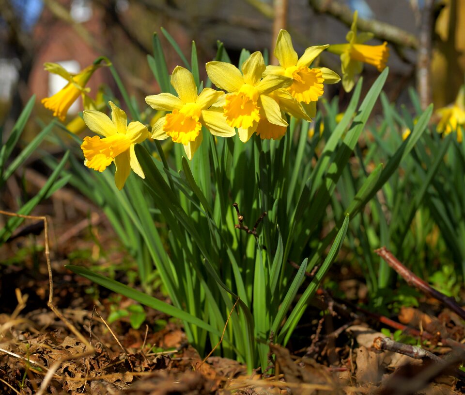 Spring osterglocken yellow daffodils photo