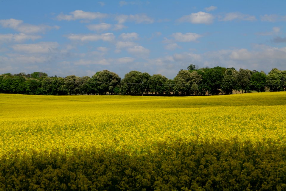 Field in Boitzenburg 2021-05-29 01