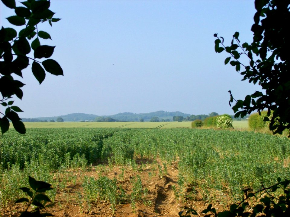 Fields at Molash 1