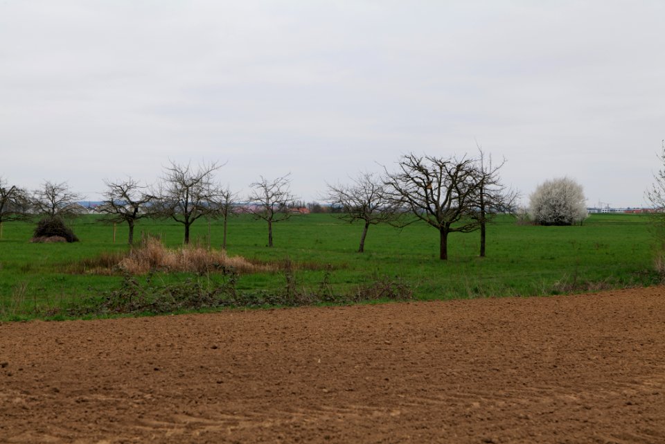 Fields and meadows in Ockstadt 2021-04-02 19
