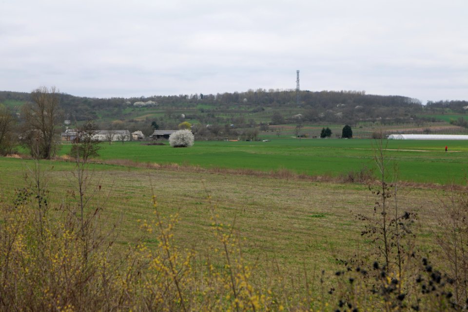 Fields and meadows in Ockstadt 2021-04-02 12