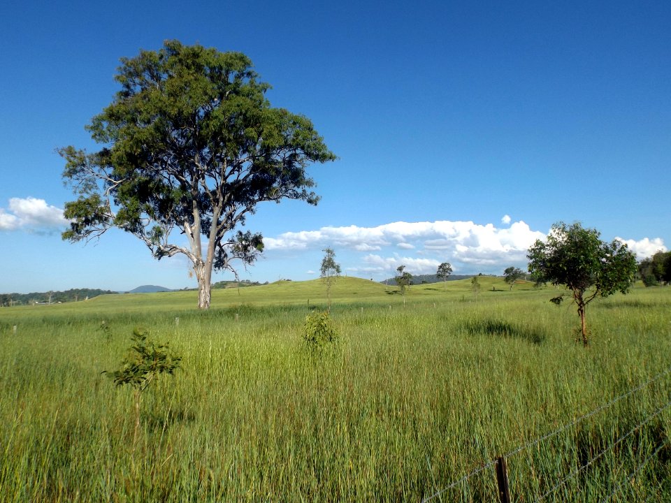 Fields along Markwell Creek Road at Cryna, Queensland 2