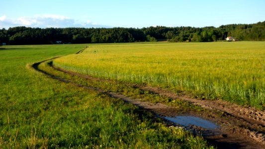 Field with mixed intercropping of oat and rye 3