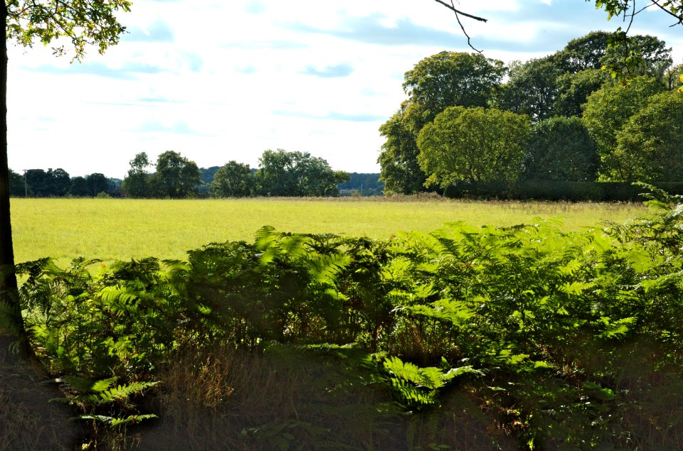 Field-Ragged-Hall-Lane-20051002-009