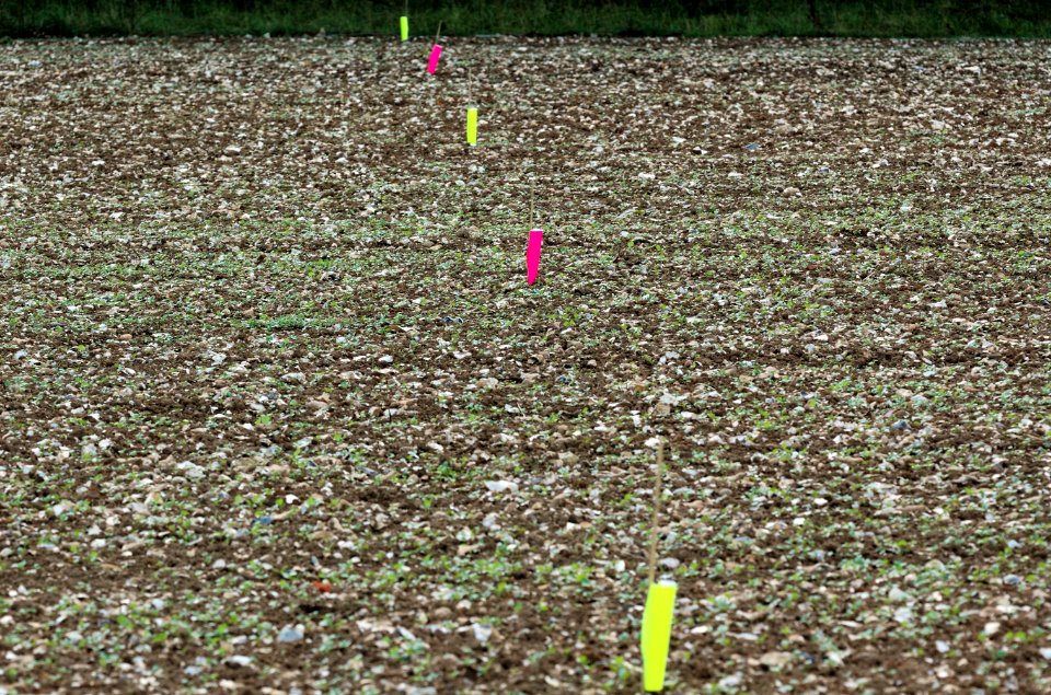Field-markers-Rothamsted-20050828-013