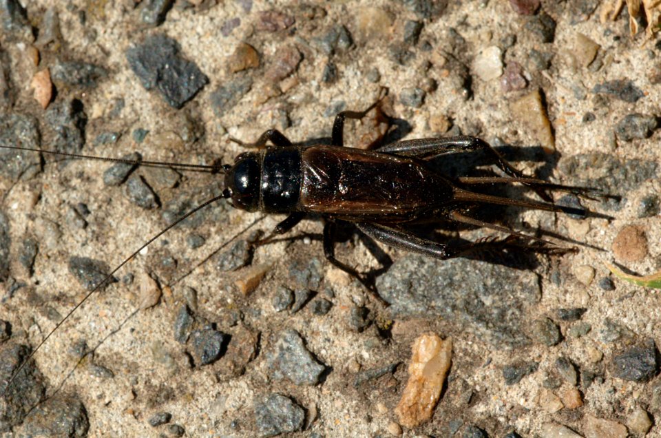 Field-cricket-20070325-004