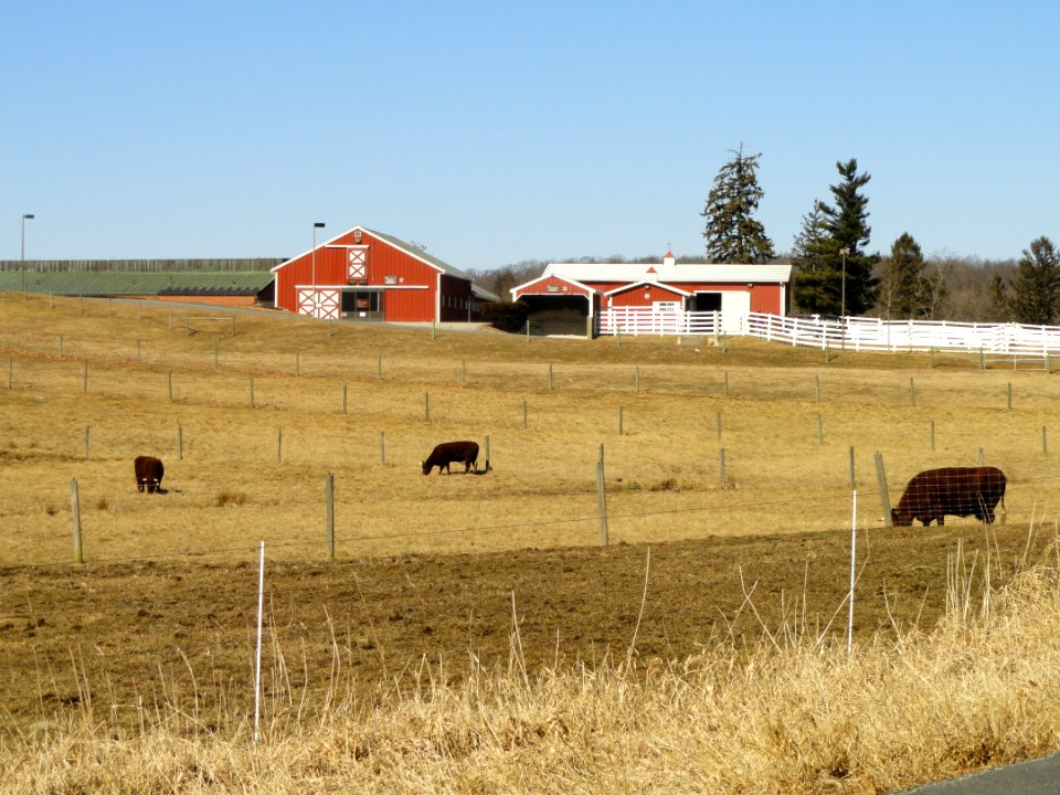 Fields - Cummings School of Veterinary Medicine - North Grafton, MA - DSC04514
