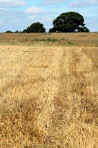 Field-Rothamsted-20050828-015