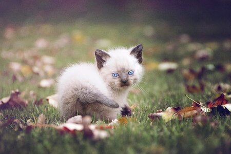 Soft pet animal
