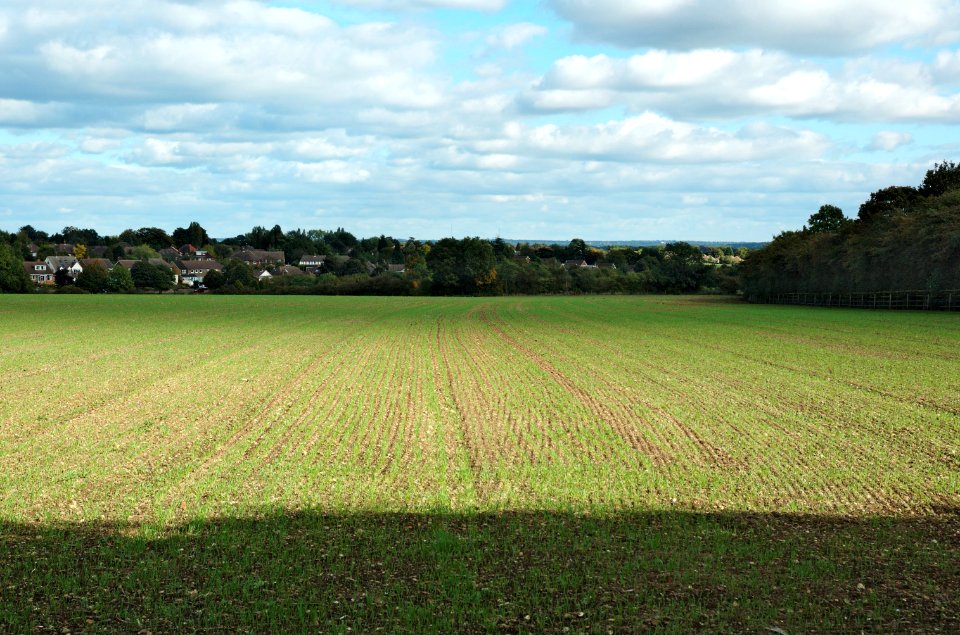 Field-Netherway-St-Albans-20051002-004
