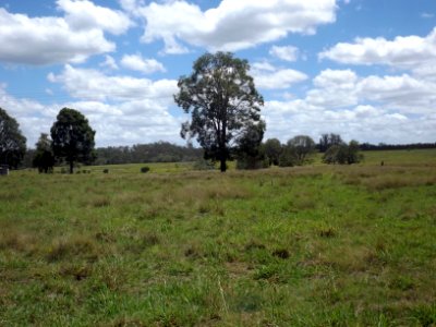 Fields along Cedar Vale Road at Cedar Vale, Queensland 2