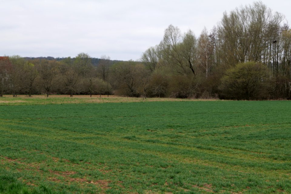 Fields and meadows in Ockstadt 2021-04-02 15