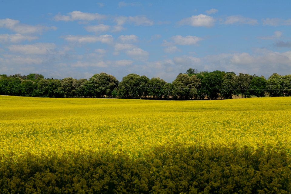 Field in Boitzenburg 2021-05-29 02