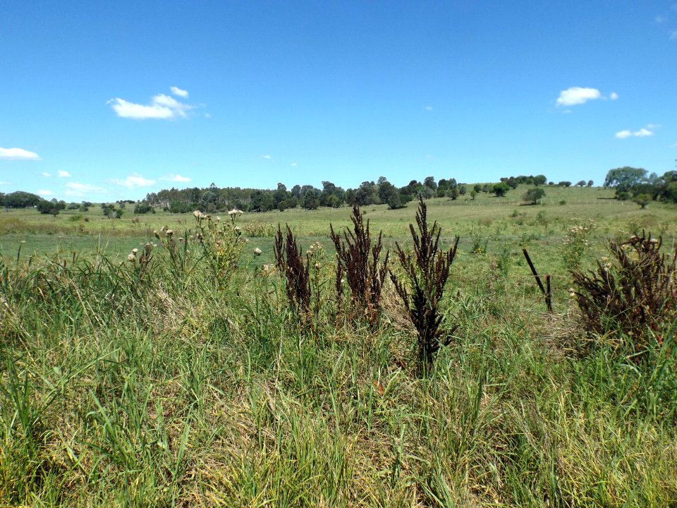 Fields at Hoya, Queensland 2