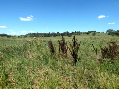 Fields at Hoya, Queensland 2 photo