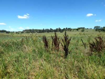Fields at Hoya, Queensland 2