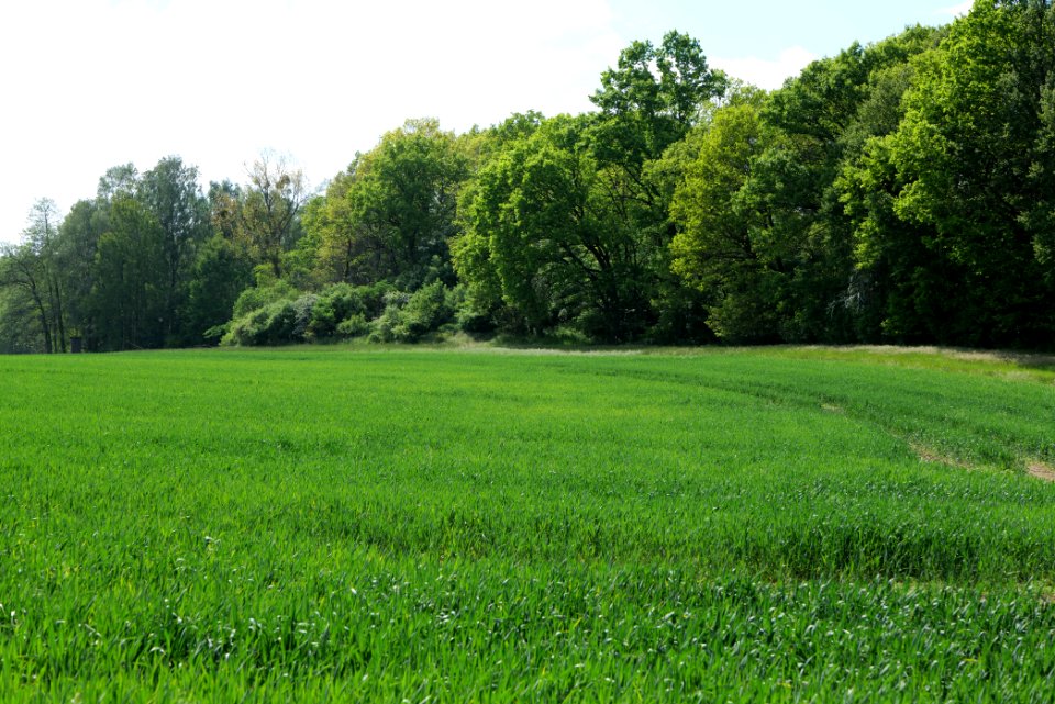 Field in Gollmitz 2021-05-29 01