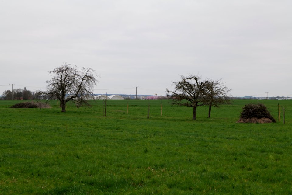 Fields and meadows in Ockstadt 2021-04-02 20