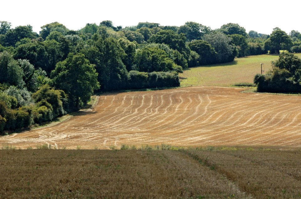 Fields-Kingsbourne-Green-Lane-20050828-018