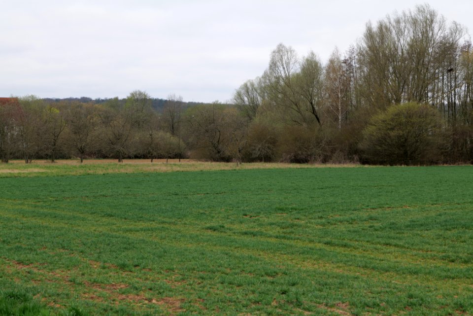 Fields and meadows in Ockstadt 2021-04-02 16