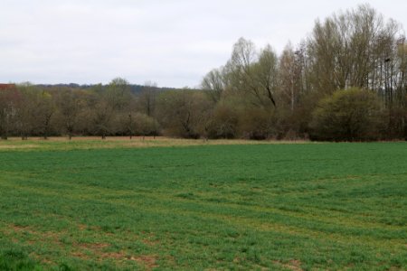 Fields and meadows in Ockstadt 2021-04-02 16