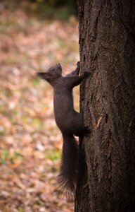 Portrait squirrel tree