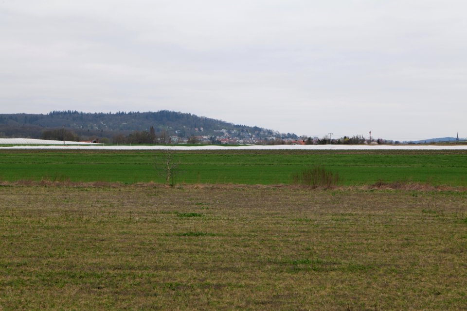 Fields and meadows in Ockstadt 2021-04-02 14