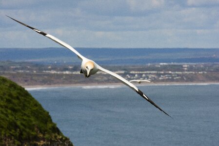 Glide bird white