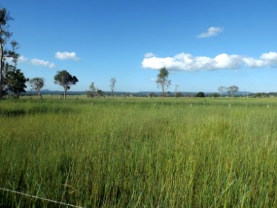 Fields along Markwell Creek Road at Cryna, Queensland photo